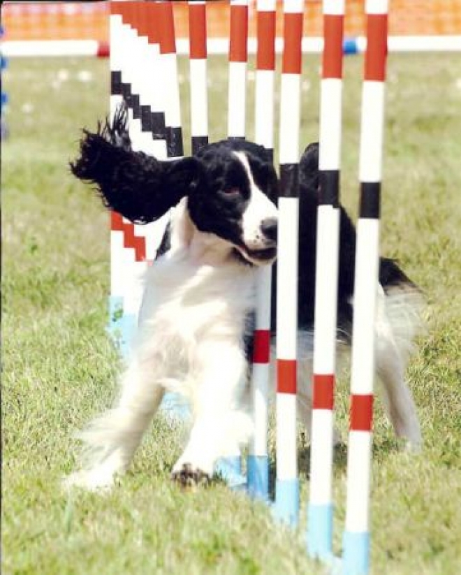 Agility Dog 