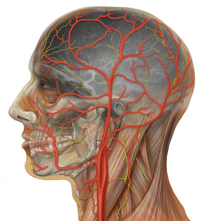 Bmc Anatomia Esperienziale 