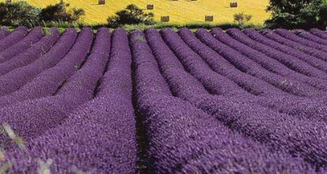 Festa Della Lavanda 