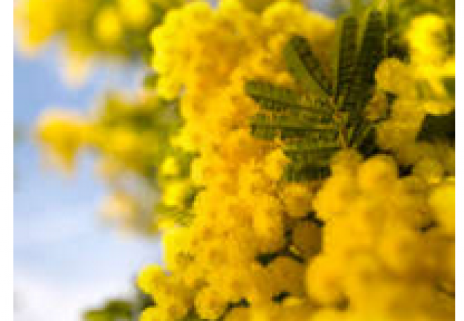 Festa della Donna a Rimini