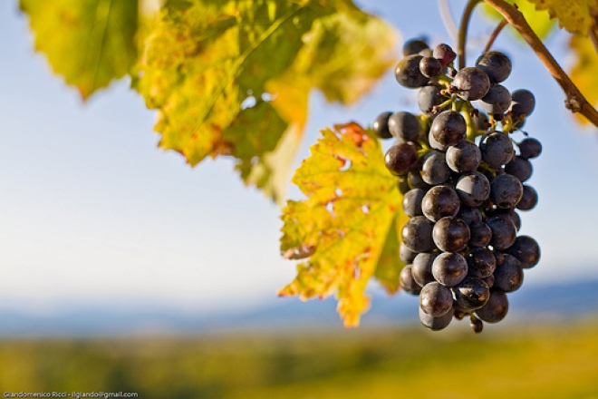 Festa del Vino e dell'Uva