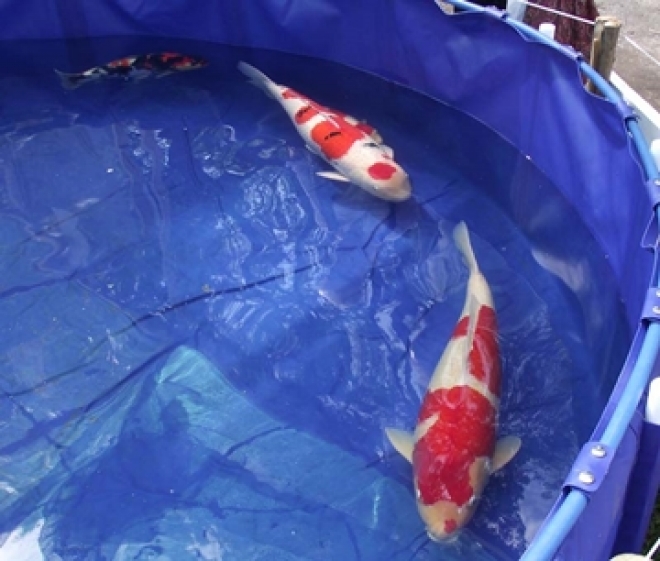 Italian Koi Show Italian Koi Show