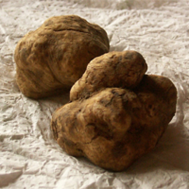 Sagra Tartufo Dovadola