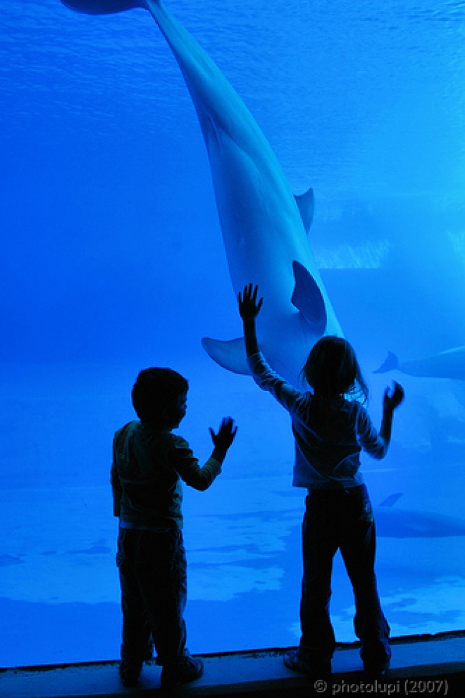 Acquario Cattolica Feste