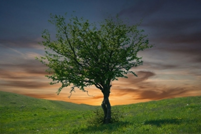 Albero Simbolo Nascite Verucchio