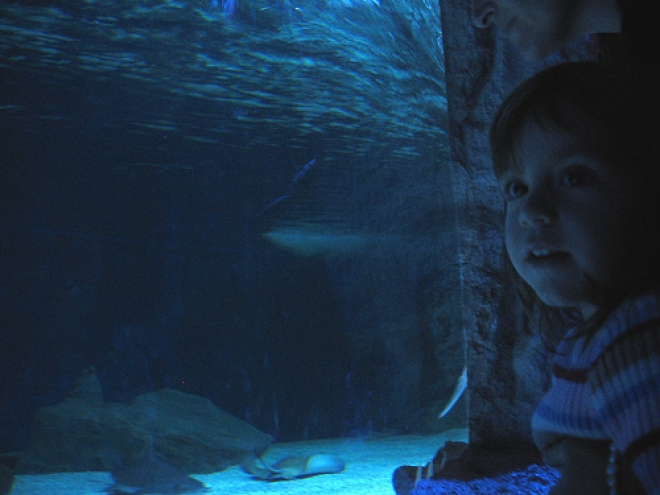 Baia di Sharky all'Acquario di Cattolica