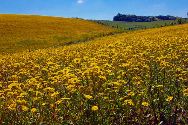 Camminata di primavera