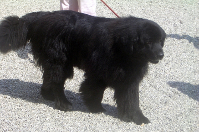 Cane Terranova come bagnino a Cattolica