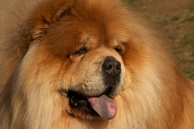 Chow Chow Congresso Rimini