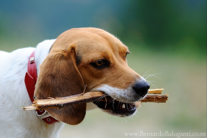 Colletta alimentare cani e gatti