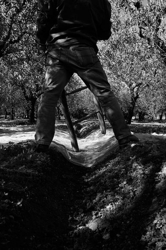 Convegno sull' olio a Castrocaro