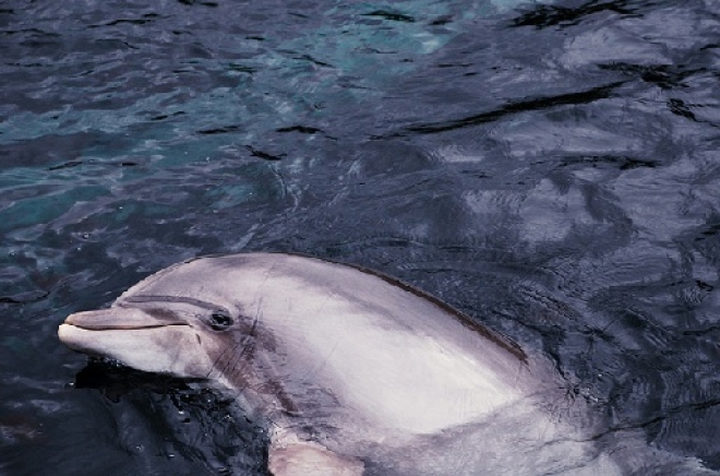 Delfino Mare Misano Adriatico