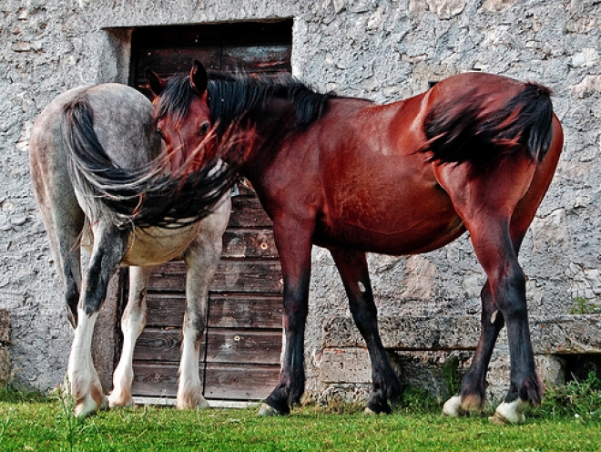 Equiraduno donne a cavallo