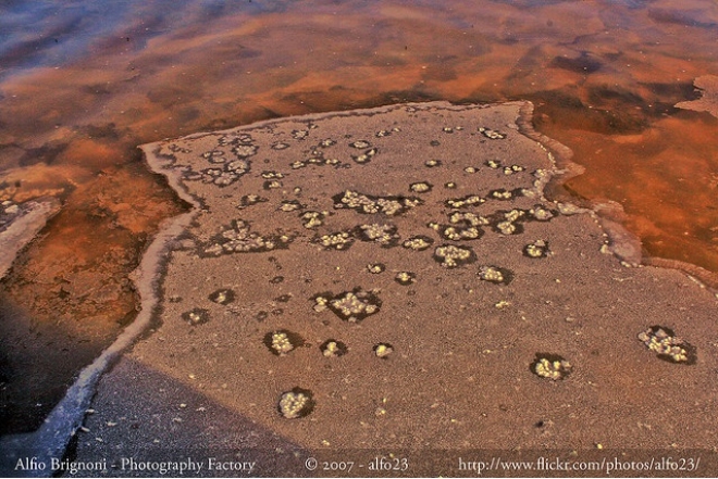 Fatturato Saline Cervia