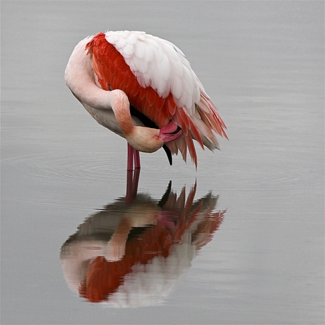 Fenicotteri Rosa Cervia