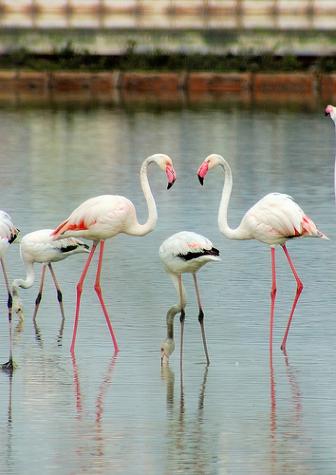 Fenicotteri rosa saline Cervia