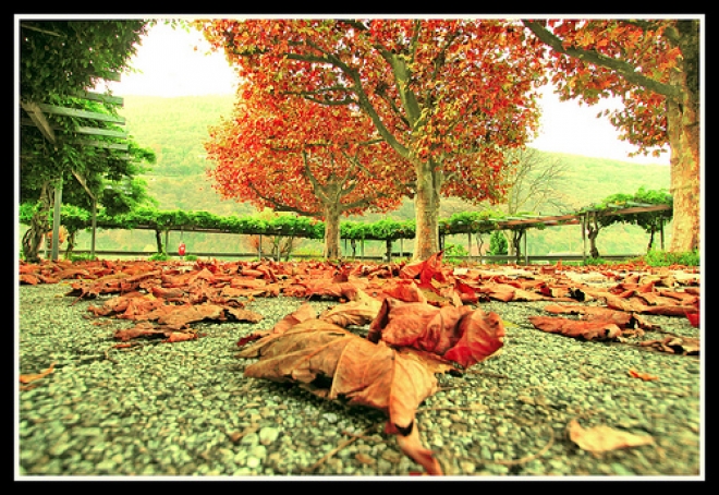 Fiera Autunno Roncofreddo