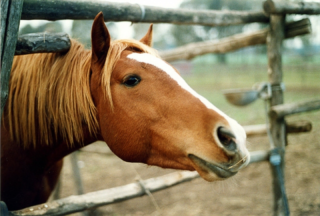 Fiera Cavallo Americano