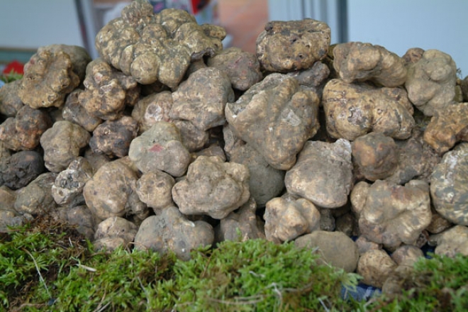 Fiera Tartufo Bianco Acqualagna