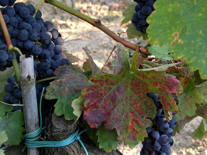 Il giardino di limoni al Pratello di Modigliana