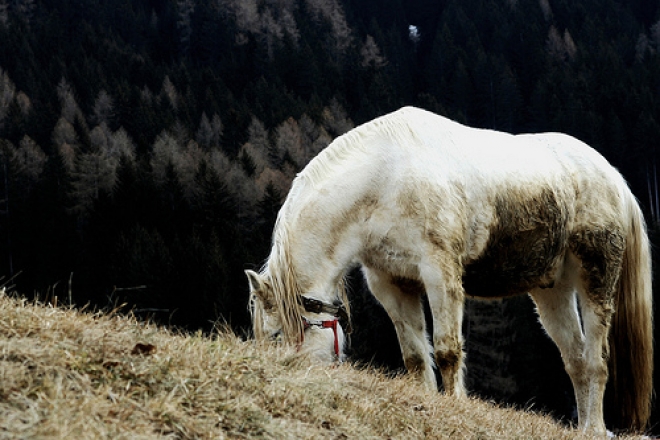 Ippica naturale a Vallecchio