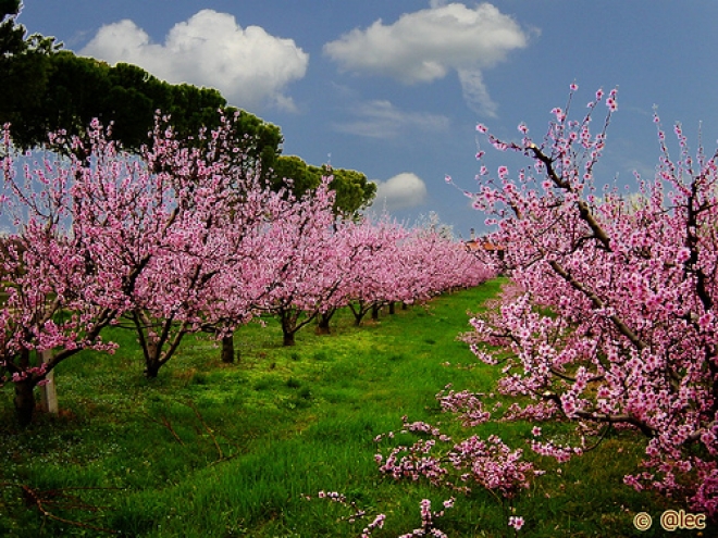 Lezioni di giardinaggio Cesenatico