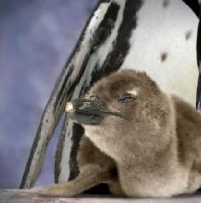 Nasce Pinguino Acquario Cattolica