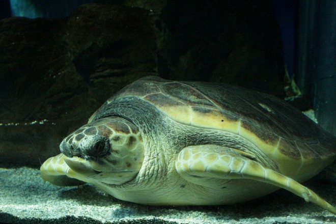 Natale Acquario Cattolica