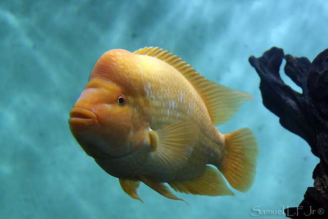 Natale Acquario Cattolica