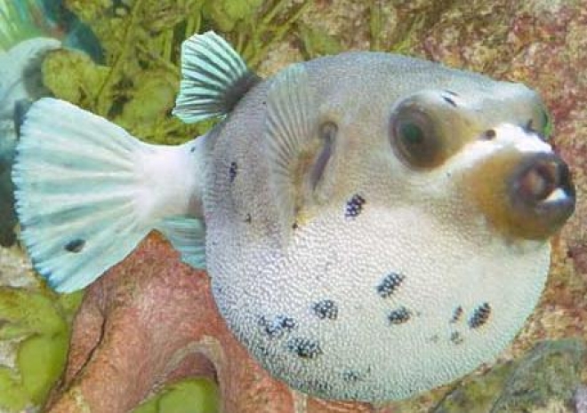 Pesce Palla Acquario Cattolica