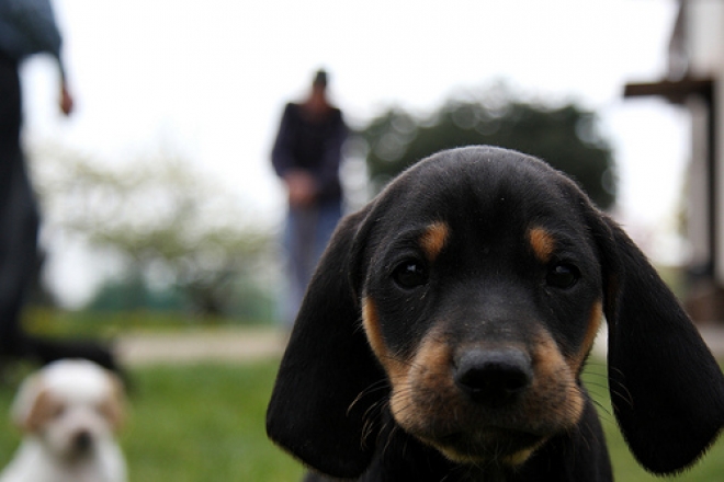 Pet Therapy Disabili