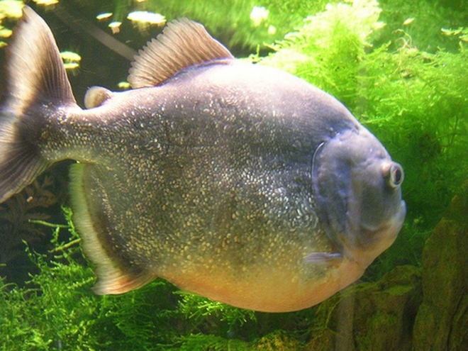 Piranha