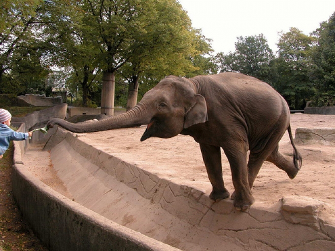 Polemica per la realizzazione dello ZooSafari