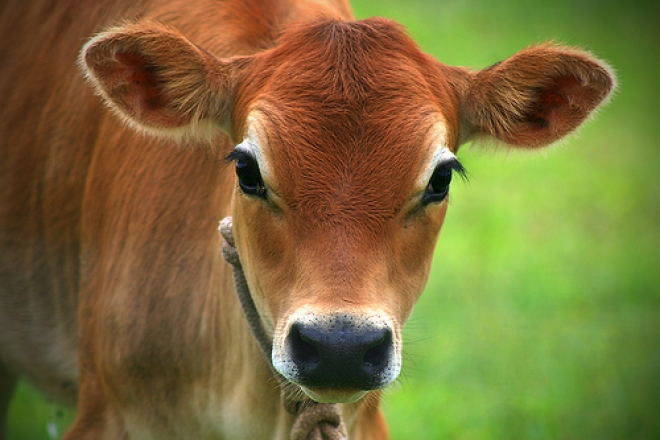 Premi per carne bovina romagnola