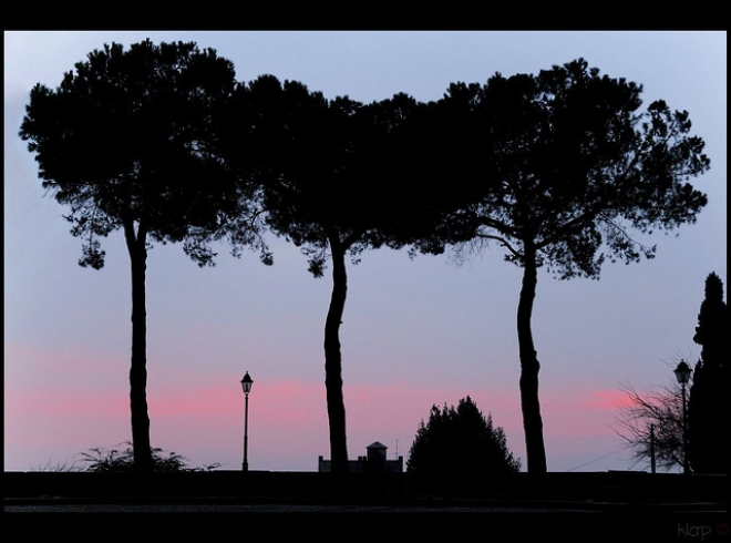 Regala un albero alla tua città