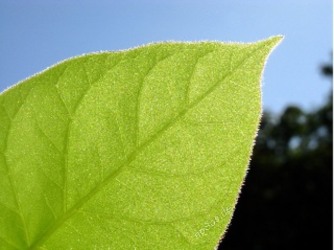 Rimini Fiera Green Economy