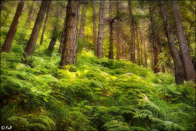 Sentiero della natura ripulito dai volontari