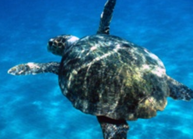 caretta caretta