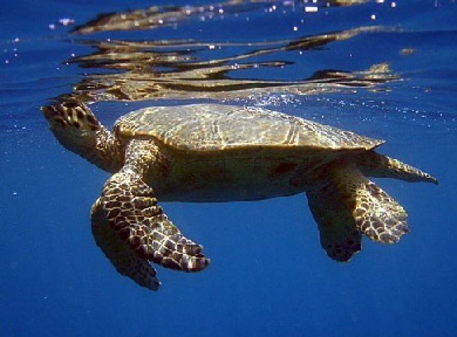 Tartaruga Roberto Liberata In Mare