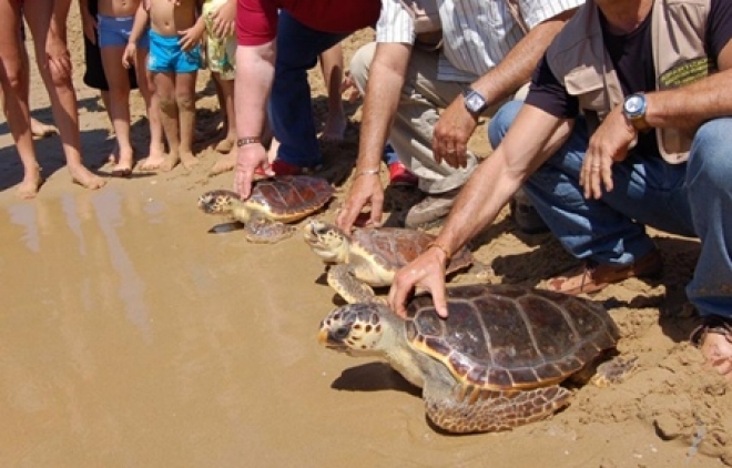 Tartarughe Bellaria