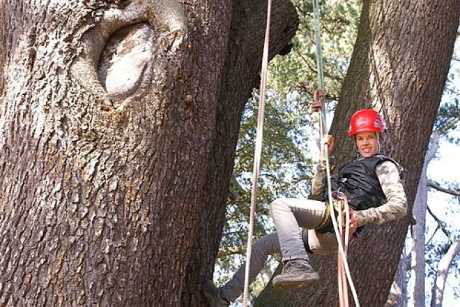 Tree Climbing