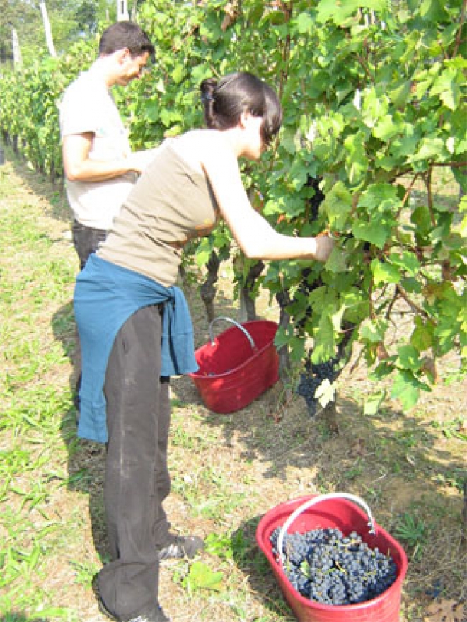 Vendemmia in Romagna