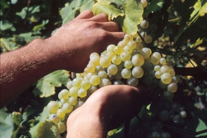 Vendemmia Rimini 2010