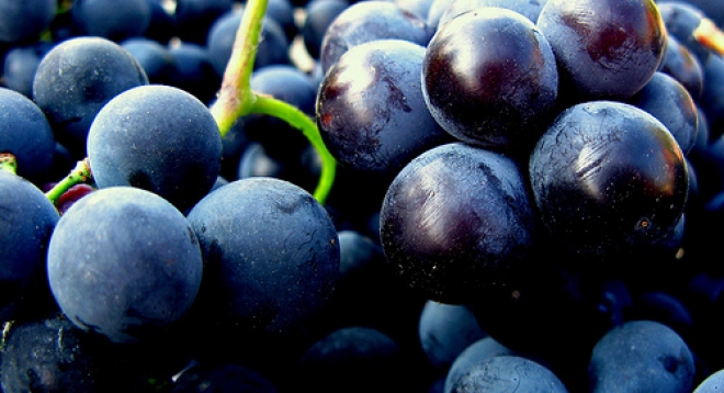 Vendemmia San Patrignano